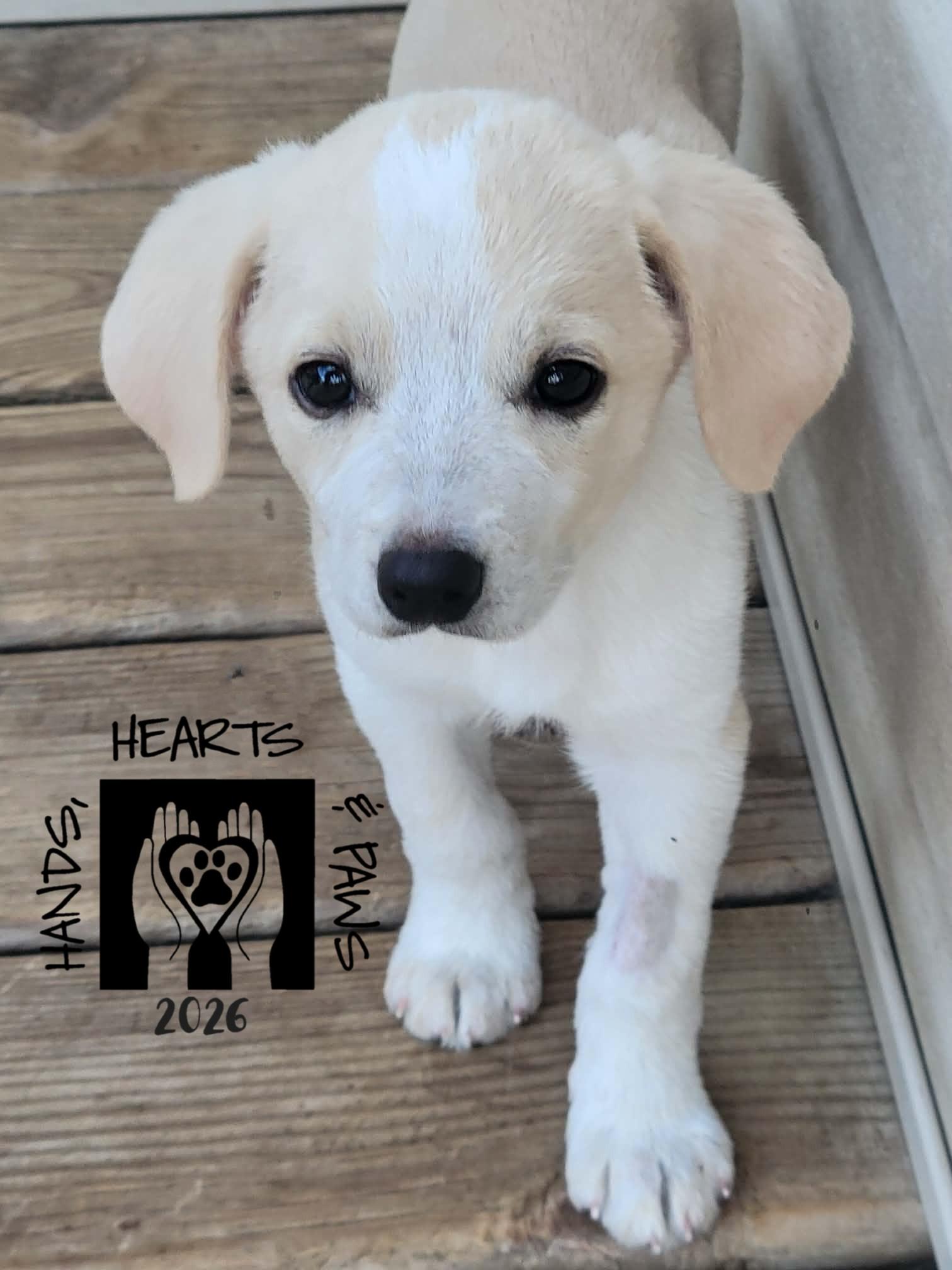 Ruby Tuesday, an adoptable mixed breed in Omaha, NE image 1/4