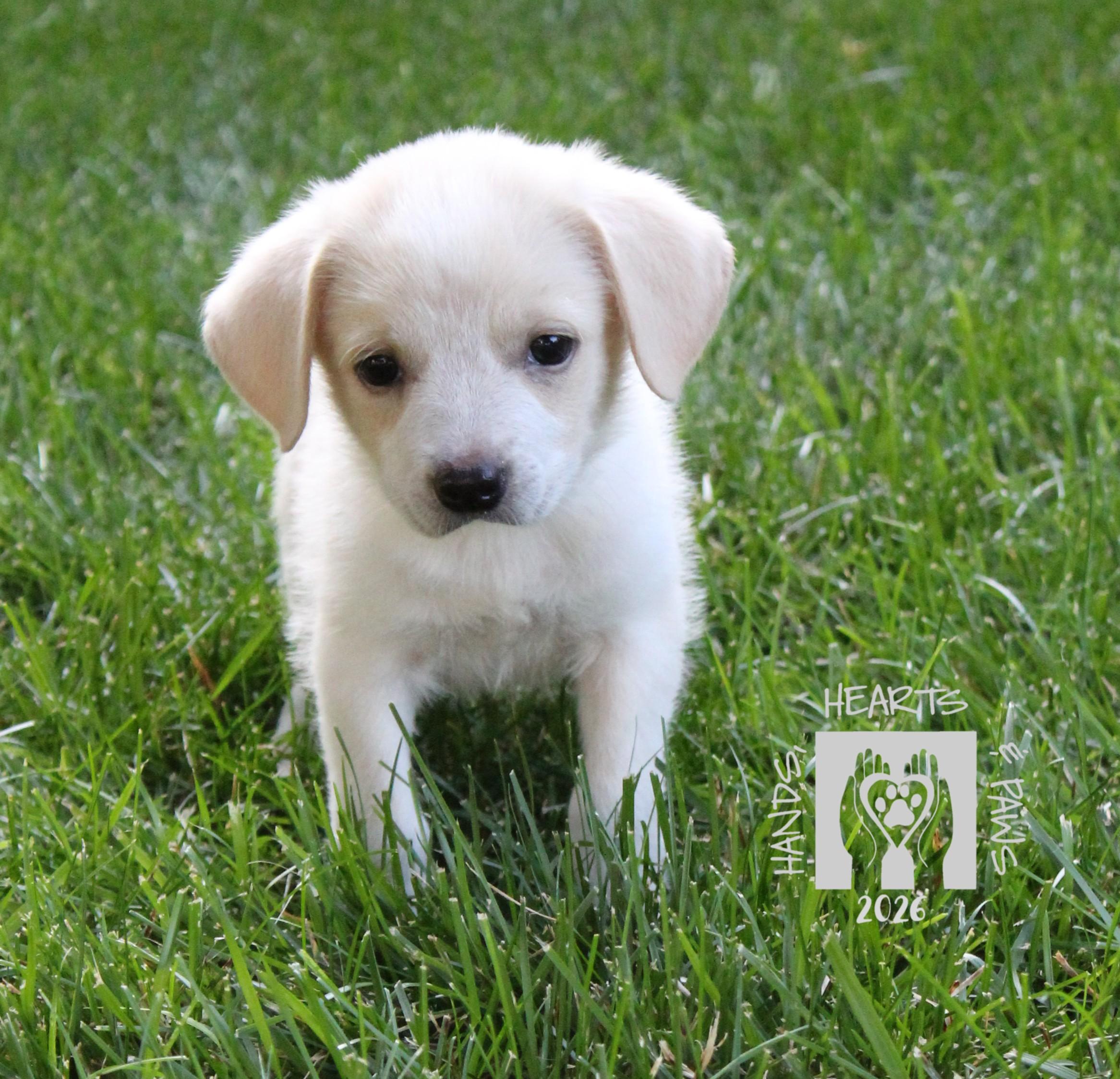 Enlarge Ruby Tuesday, an adoptable mixed breed in Omaha, NE image 1/1