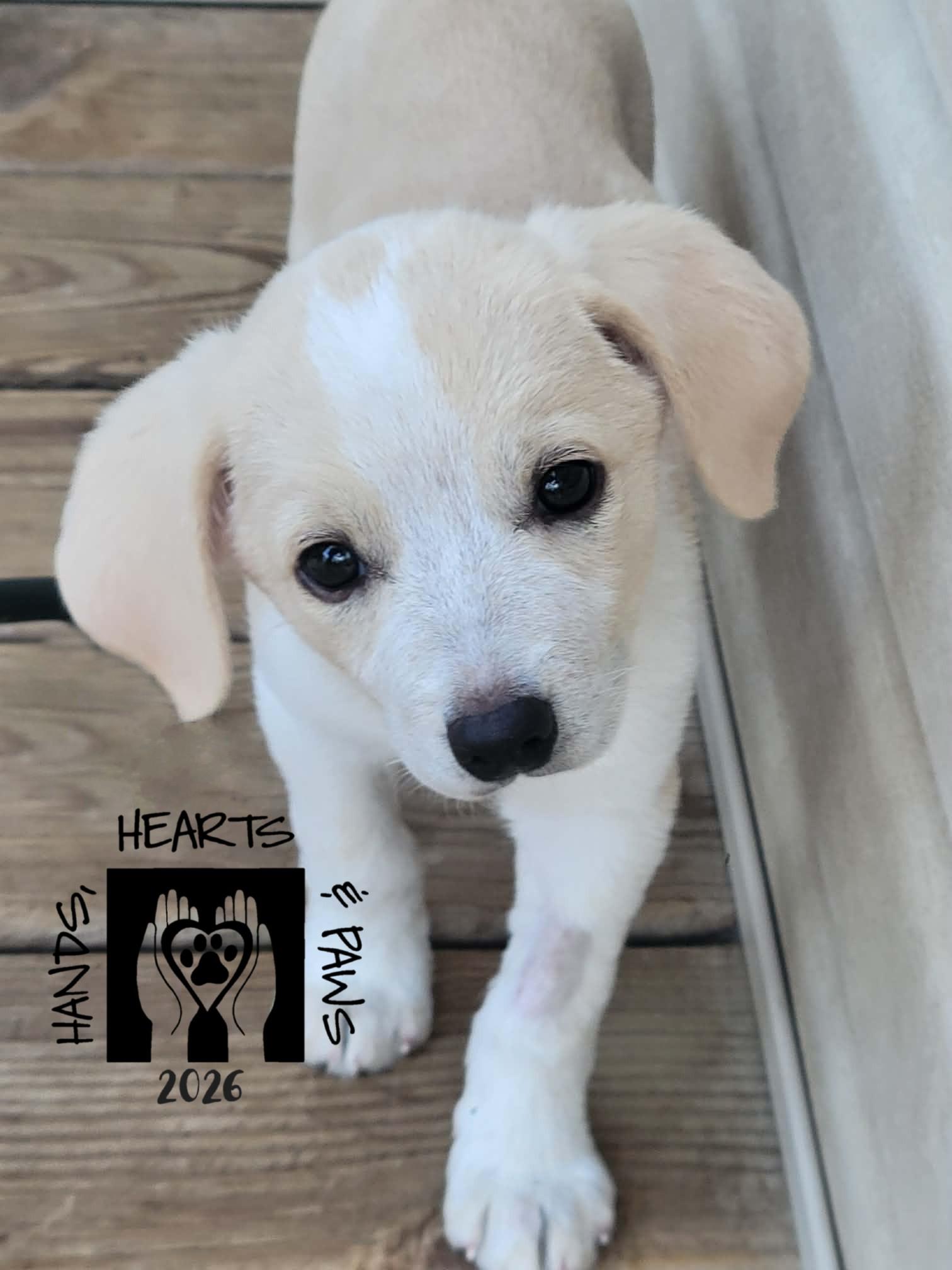 Ruby Tuesday, an adoptable mixed breed in Omaha, NE image 4/4