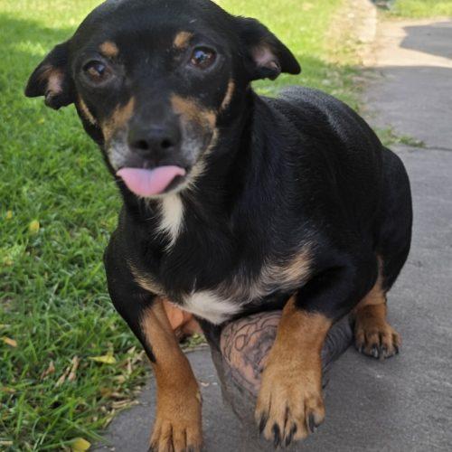 Brittany, a Adoptable mixed breed in North Richland Hills, TX image 2/3