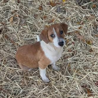 Enlarge Fern, a Adoptable mixed breed in Lexington, KY image 3/6