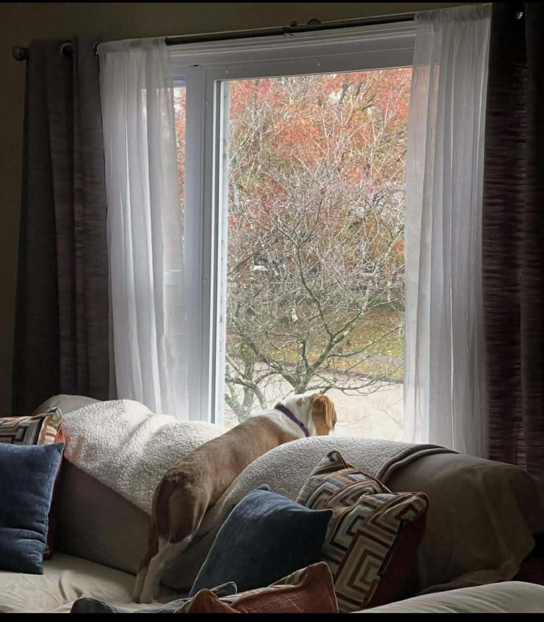 Enlarge Fern, a Adoptable mixed breed in Lexington, KY image 6/6