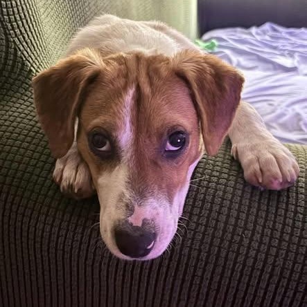 Enlarge Fern, a Adoptable mixed breed in Lexington, KY image 2/6