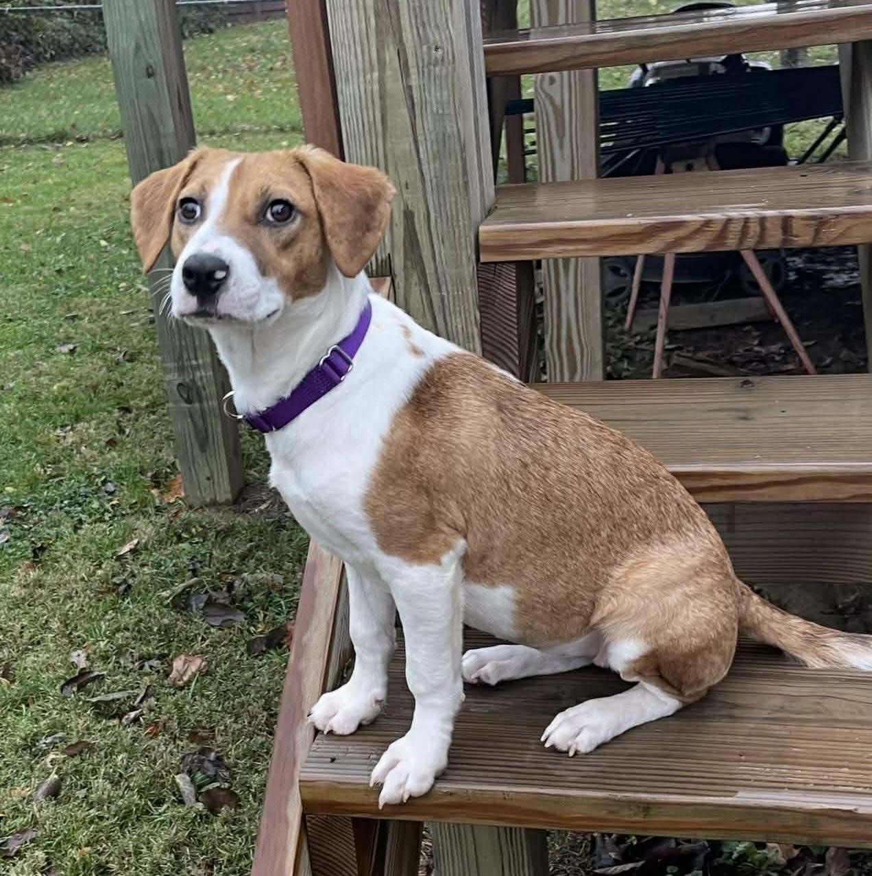 Enlarge Fern, a Adoptable mixed breed in Lexington, KY image 4/6