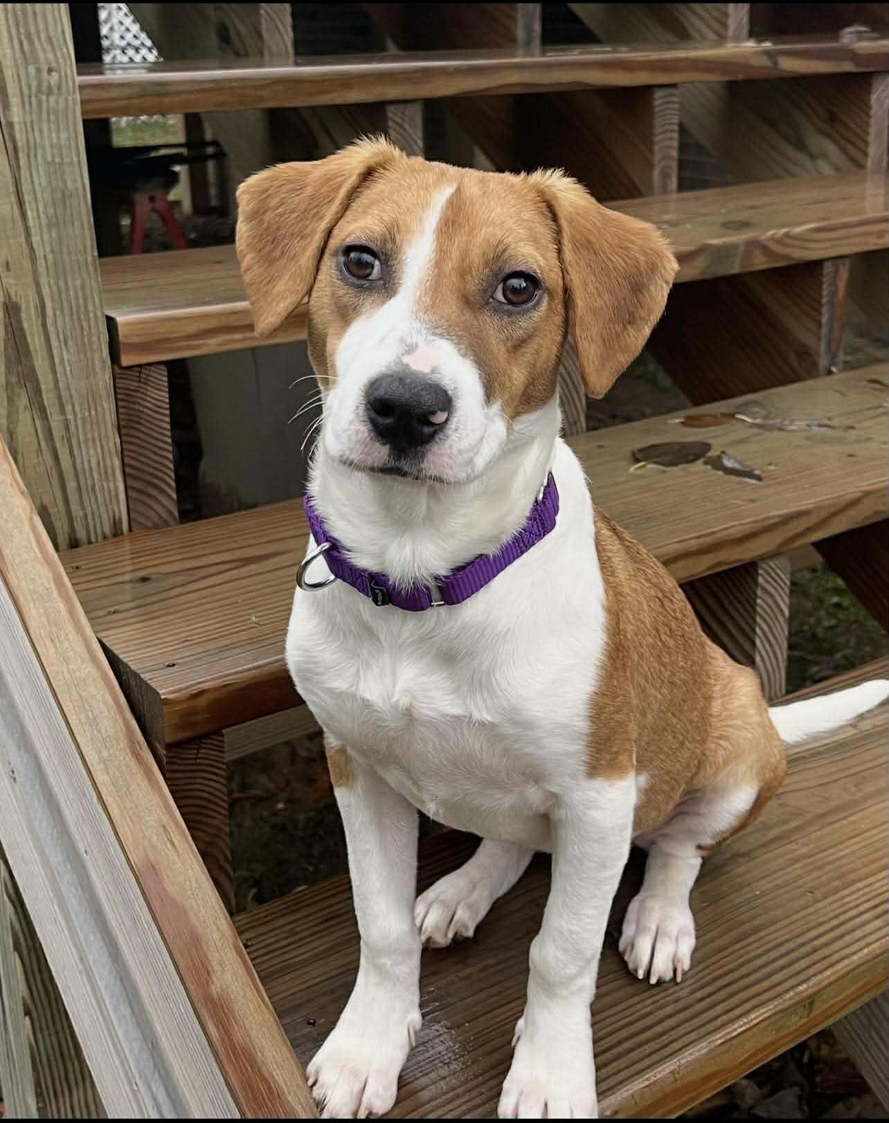 Fern, Adoptable, Young Female Beagle.