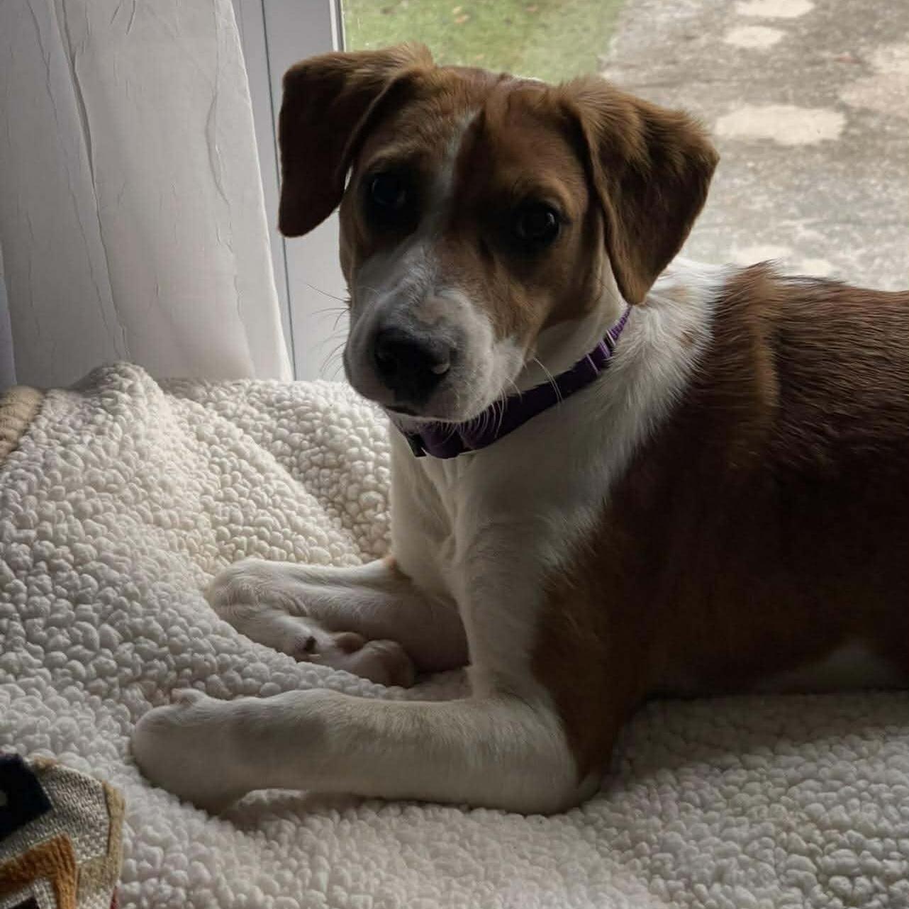 Enlarge Fern, a Adoptable mixed breed in Lexington, KY image 5/6