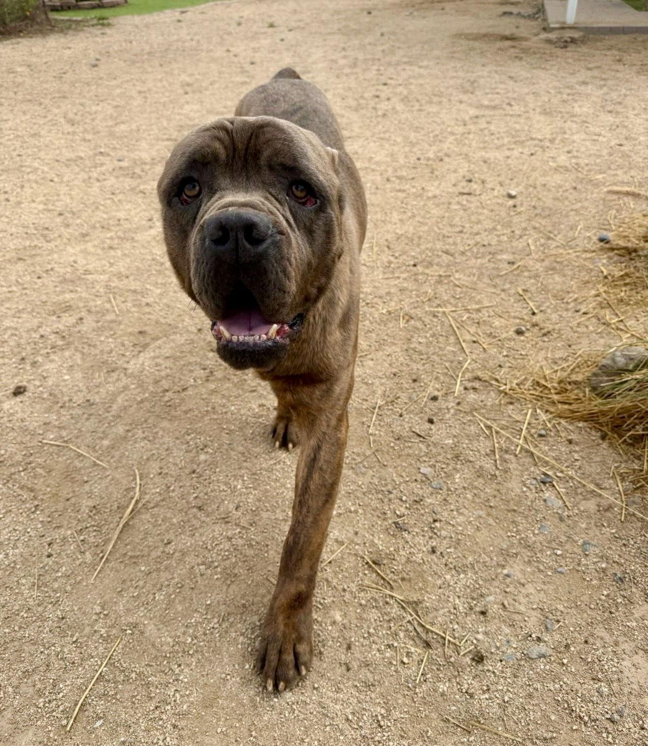 Julius - ADOPTION PENDING, Adoptable, Young Male Cane Corso.
