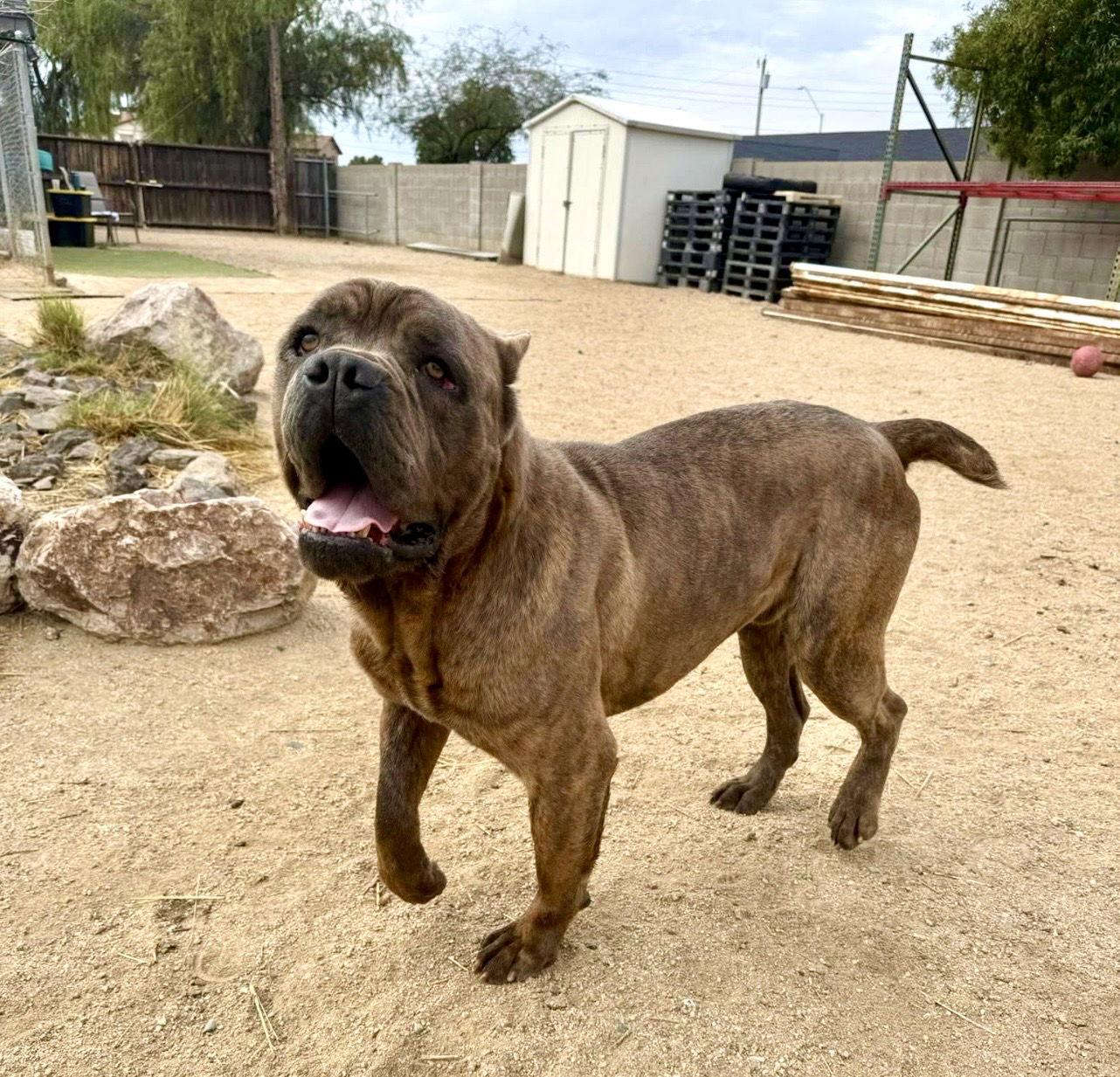 Enlarge Julius - ADOPTION PENDING, a Adoptable Cane Corso in Glendale, AZ image 2/3