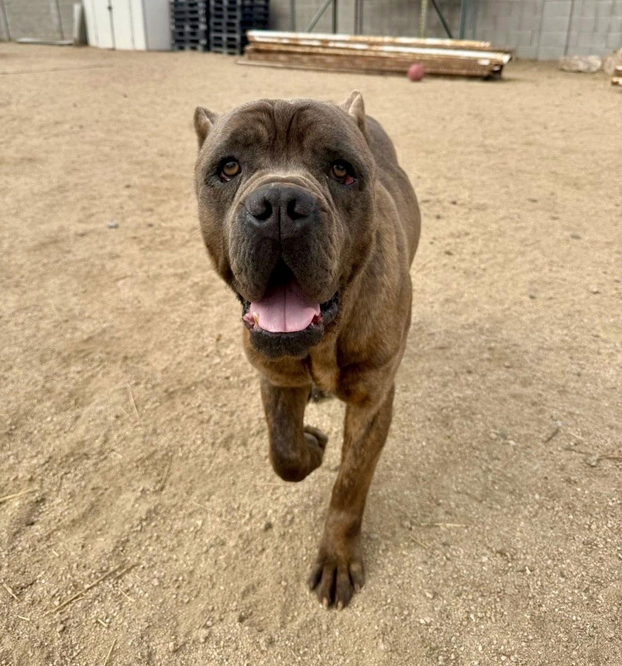 Enlarge Julius - ADOPTION PENDING, a Adoptable Cane Corso in Glendale, AZ image 3/3