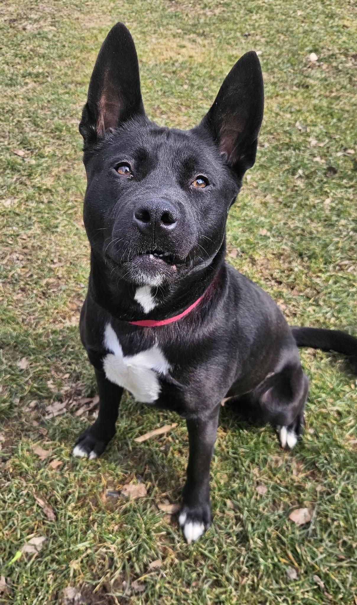 Enlarge Luna, a ADOPTABLE mixed breed in New Castle, PA image 5/6
