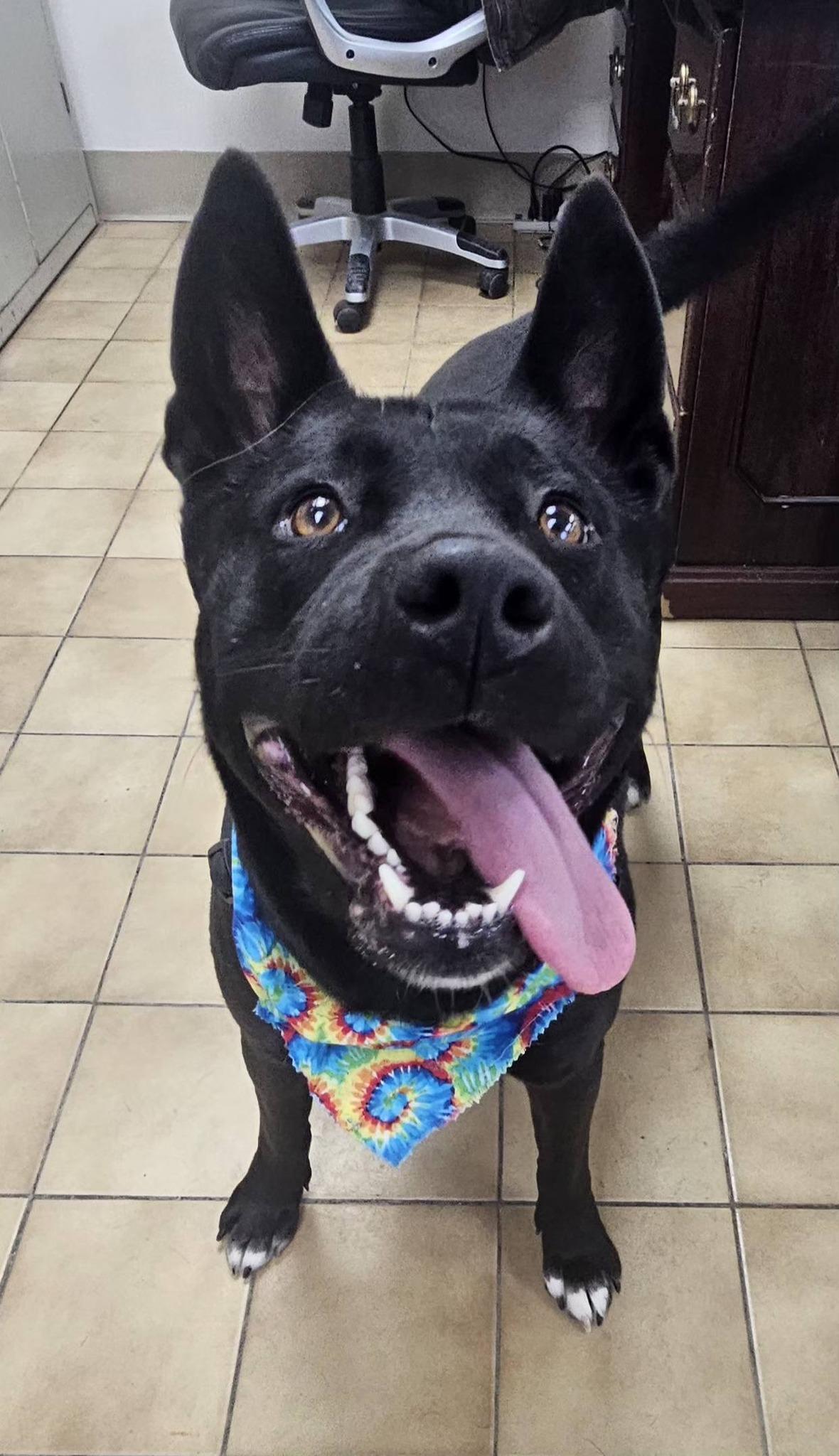 Enlarge Luna, a ADOPTABLE mixed breed in New Castle, PA image 6/6
