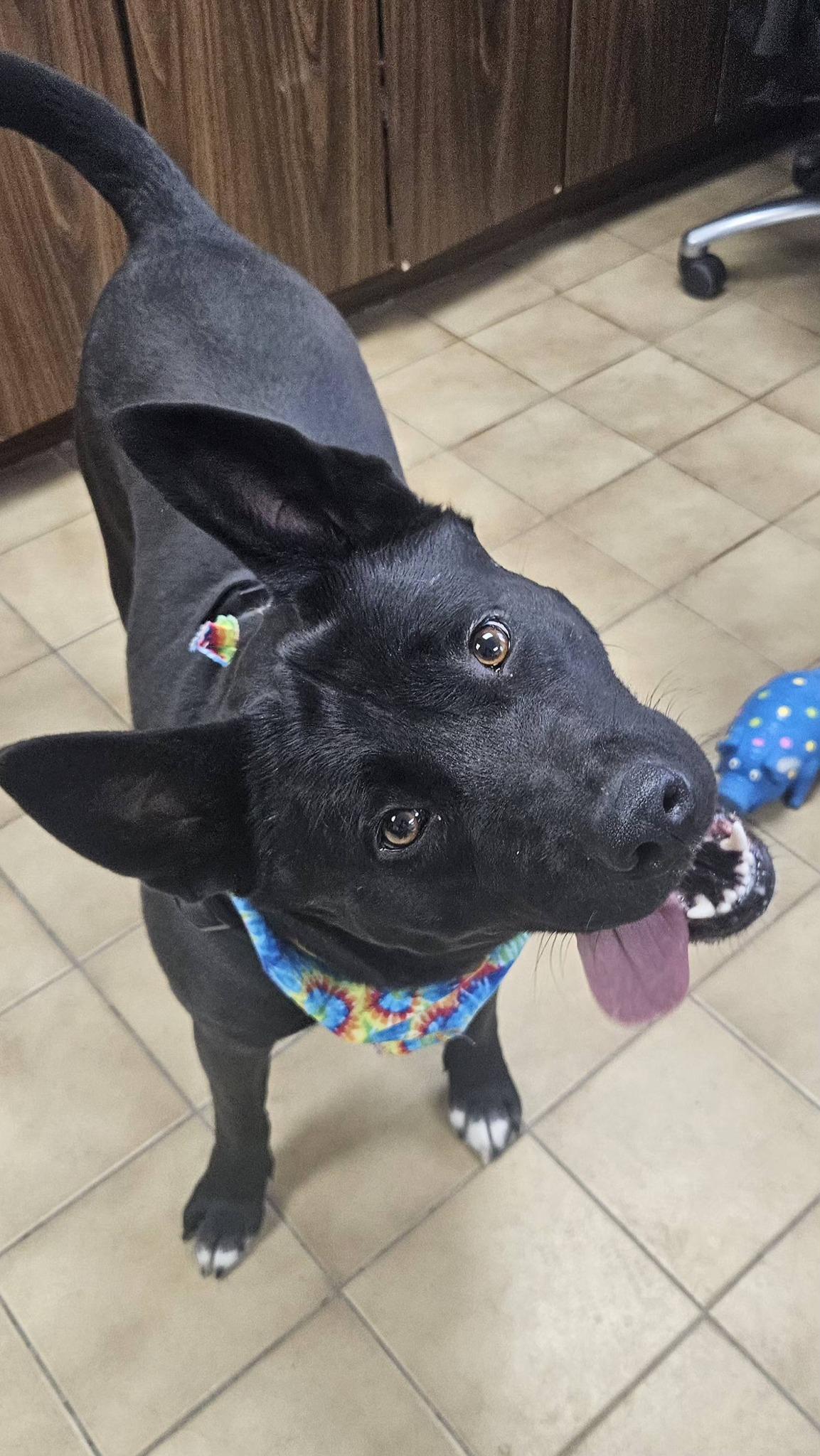 Enlarge Luna, a ADOPTABLE mixed breed in New Castle, PA image 3/6