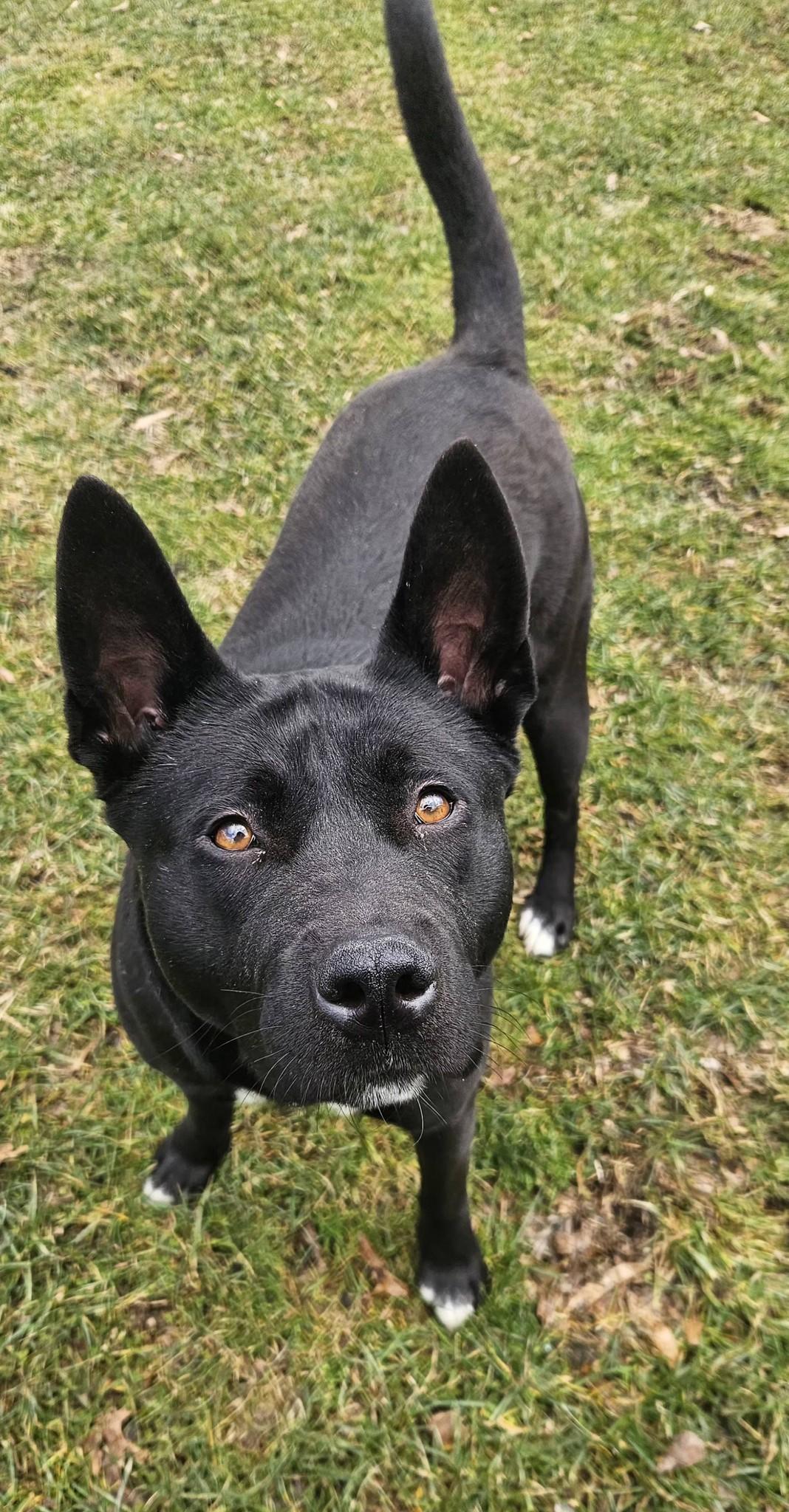 Enlarge Luna, a ADOPTABLE mixed breed in New Castle, PA image 4/6