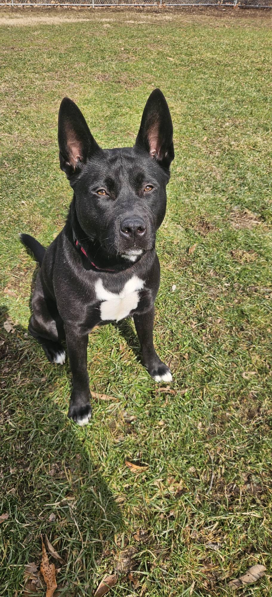 Luna, ADOPTABLE, Adult Female Shepherd.