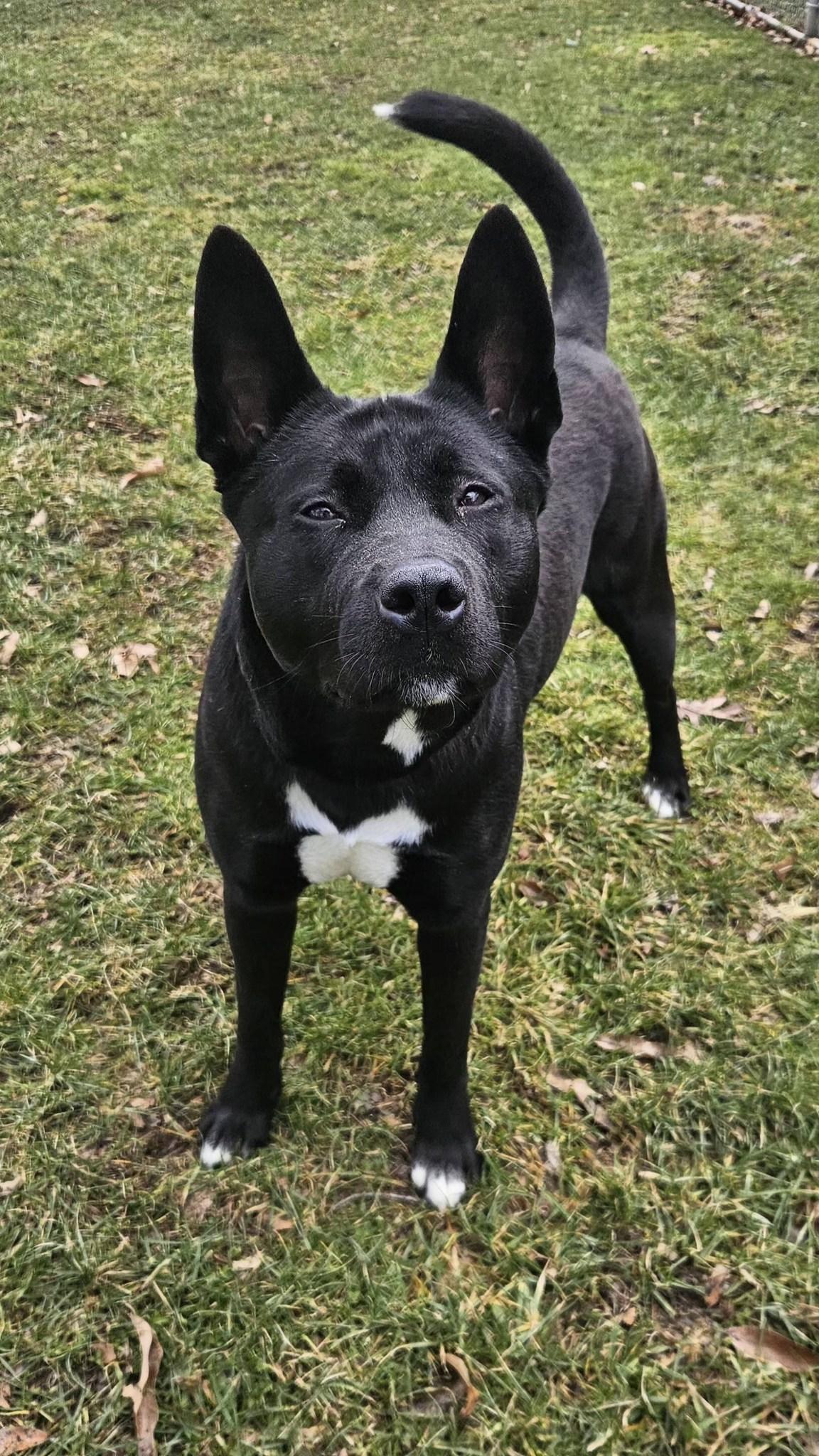 Enlarge Luna, a ADOPTABLE mixed breed in New Castle, PA image 2/6