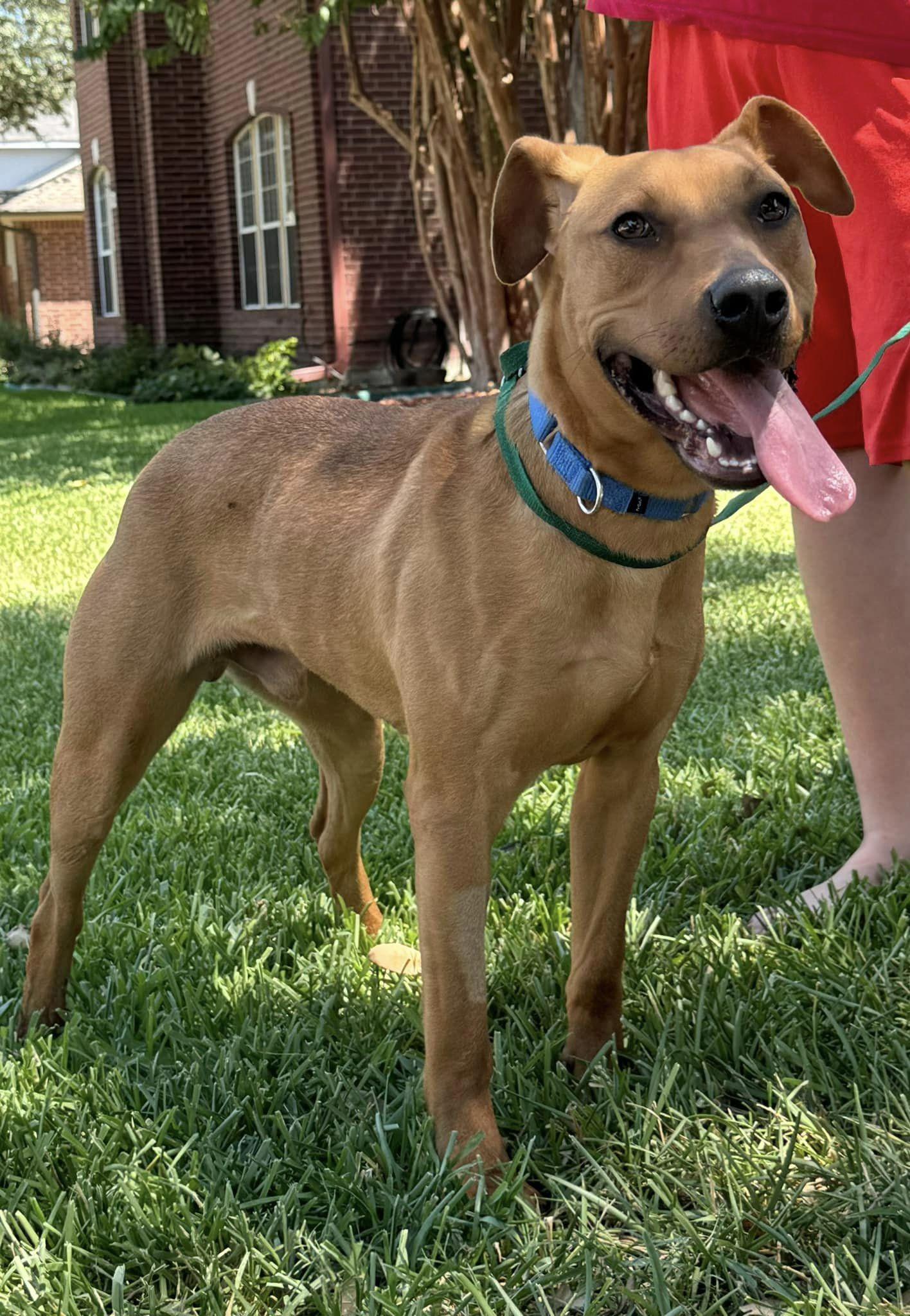 Pinto Beans, Young Male Black Mouth Cur
