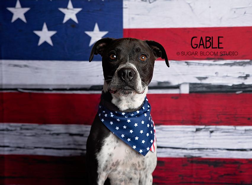 Gable, a Adoptable mixed breed in Littleton, CO image 2/6