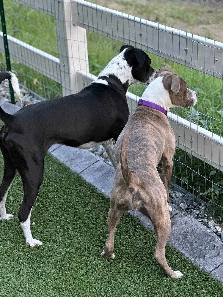 Gable, a Adoptable mixed breed in Littleton, CO image 3/6