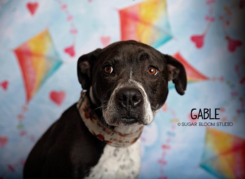 Gable, a Adoptable mixed breed in Littleton, CO image 4/6
