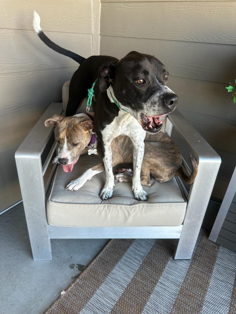 Gable, a Adoptable mixed breed in Littleton, CO image 5/6