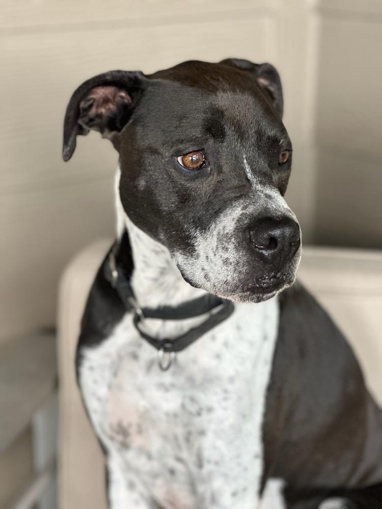 Gable, a Adoptable mixed breed in Littleton, CO image 6/6