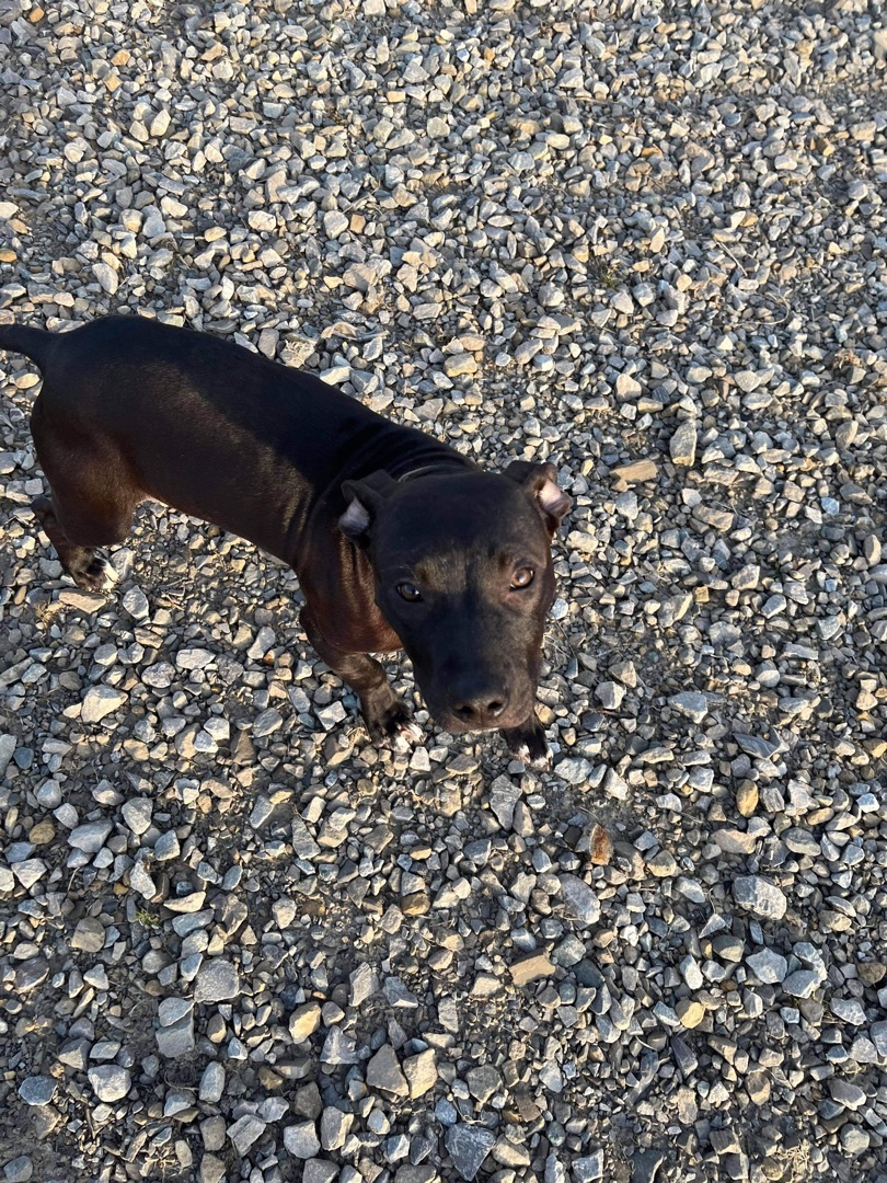 Duke, Adopted, Puppy Male Pit Bull Terrier & Black Labrador Retriever.