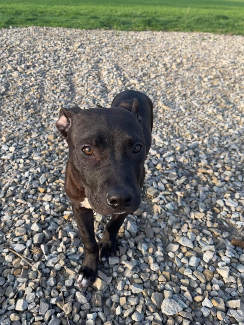 Duke, a Adopted mixed breed in Grand Blanc, MI image 2/11