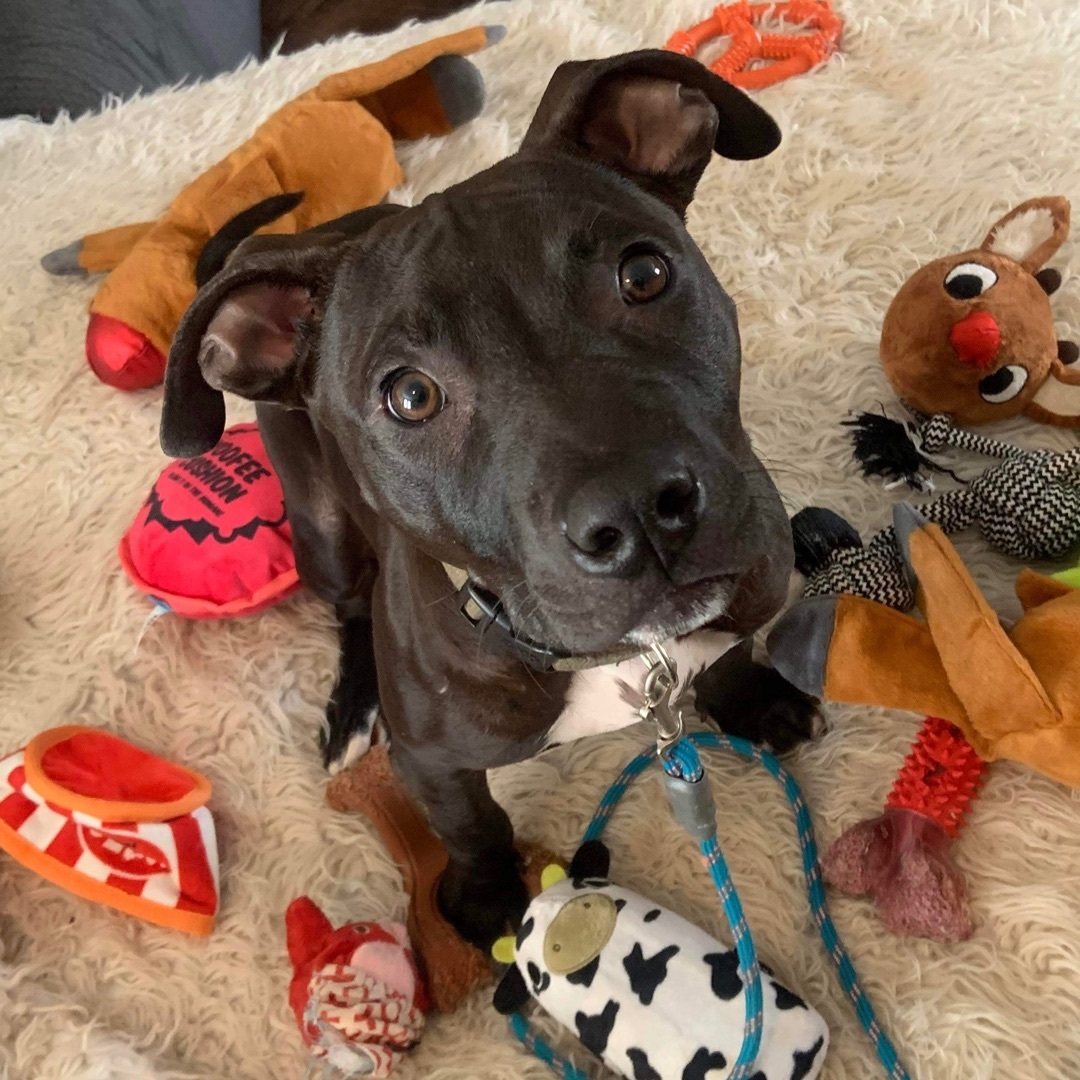 Duke, a Adopted mixed breed in Grand Blanc, MI image 3/11