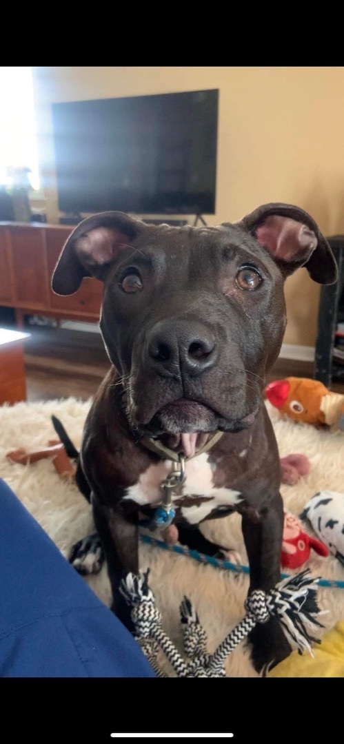 Duke, a Adopted mixed breed in Grand Blanc, MI image 4/11