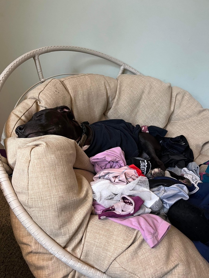 Duke, a Adopted mixed breed in Grand Blanc, MI image 5/11