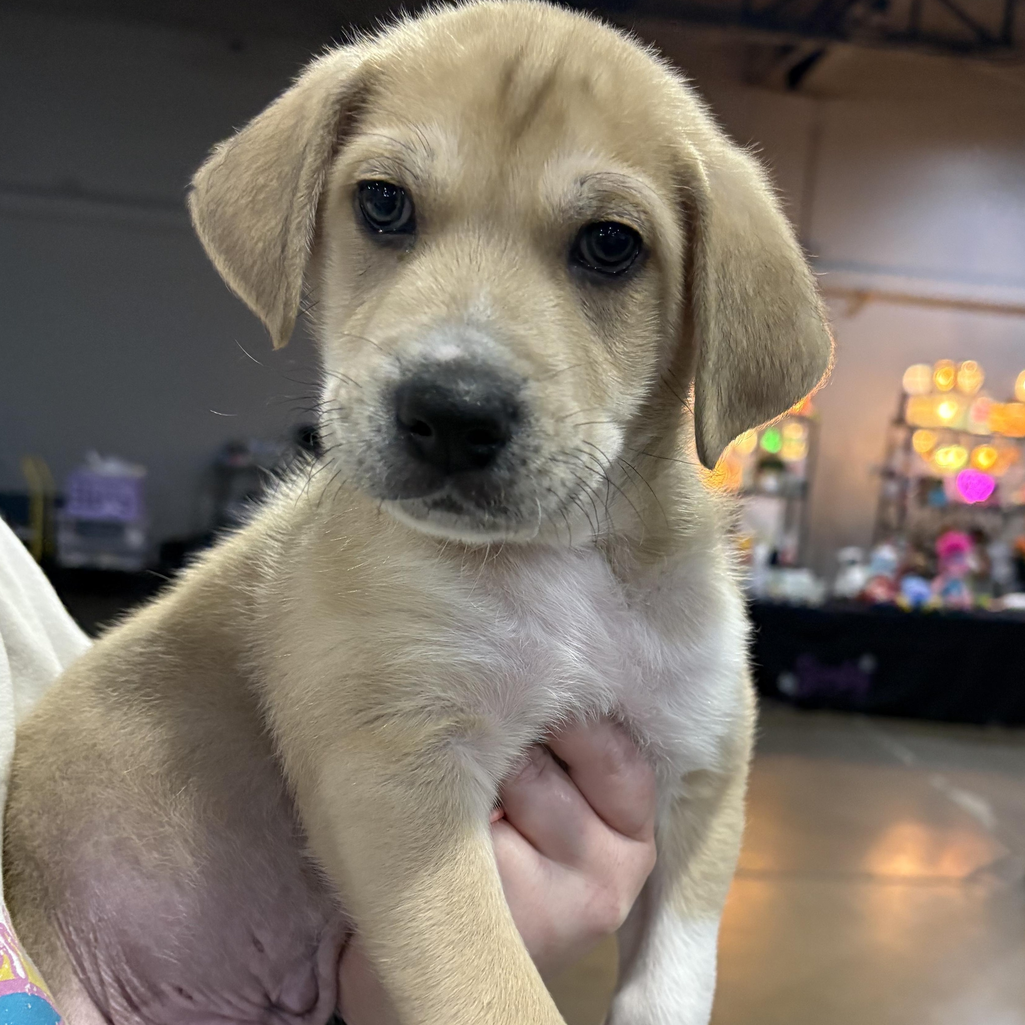 Guava — thumbnail 2