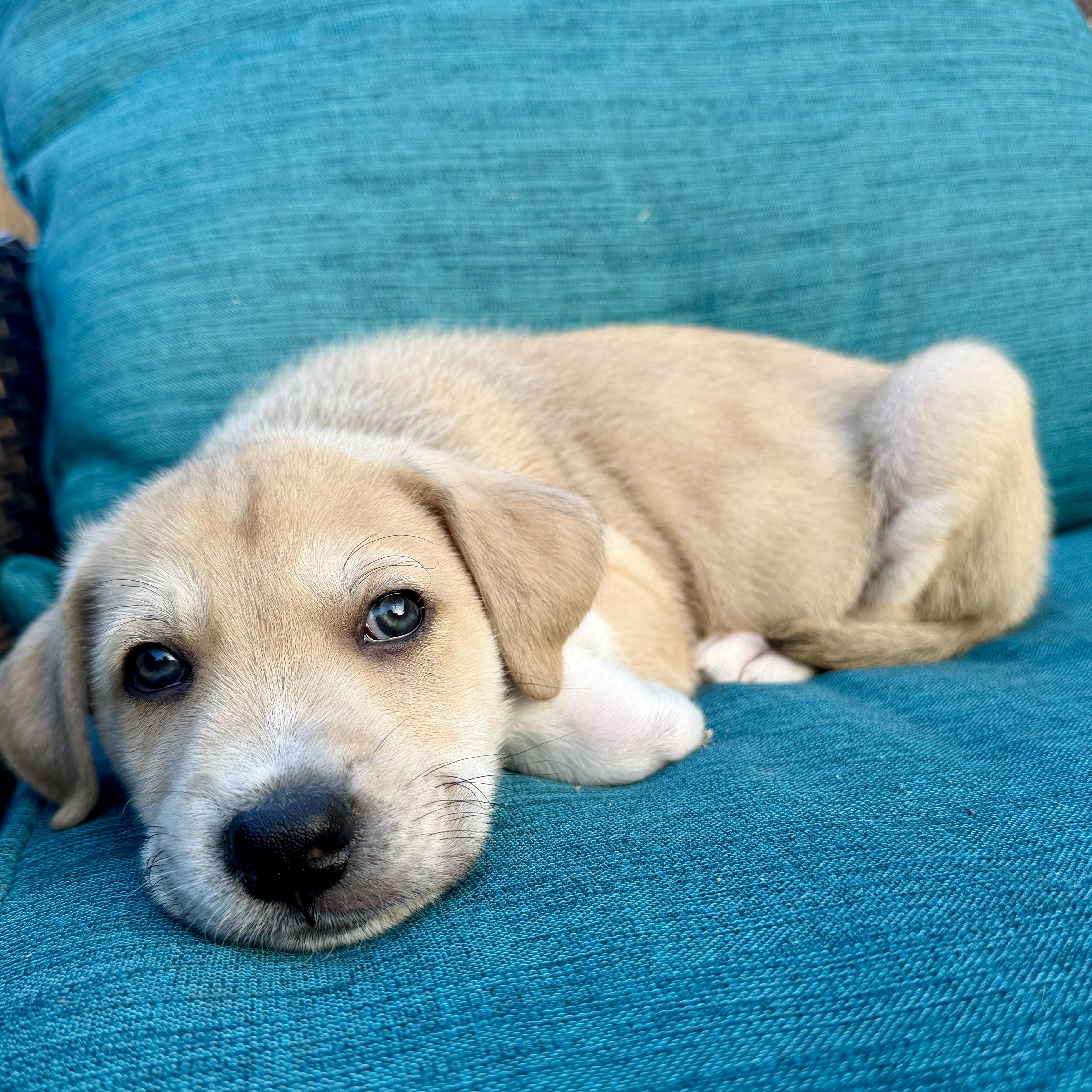 Guava — thumbnail 4