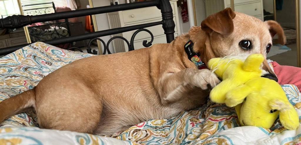 Rosy, a Adoptable mixed breed in Lake Forest, CA image 4/6