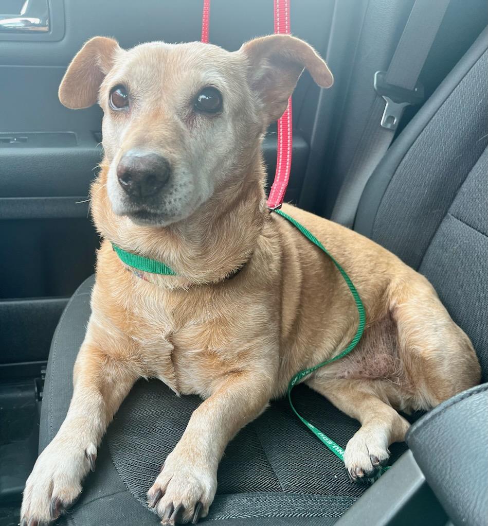 Rosy, a Adoptable mixed breed in Lake Forest, CA image 6/6