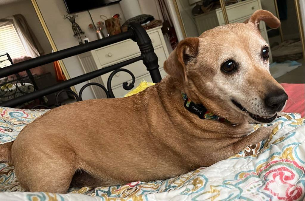 Rosy, a Adoptable mixed breed in Lake Forest, CA image 5/6