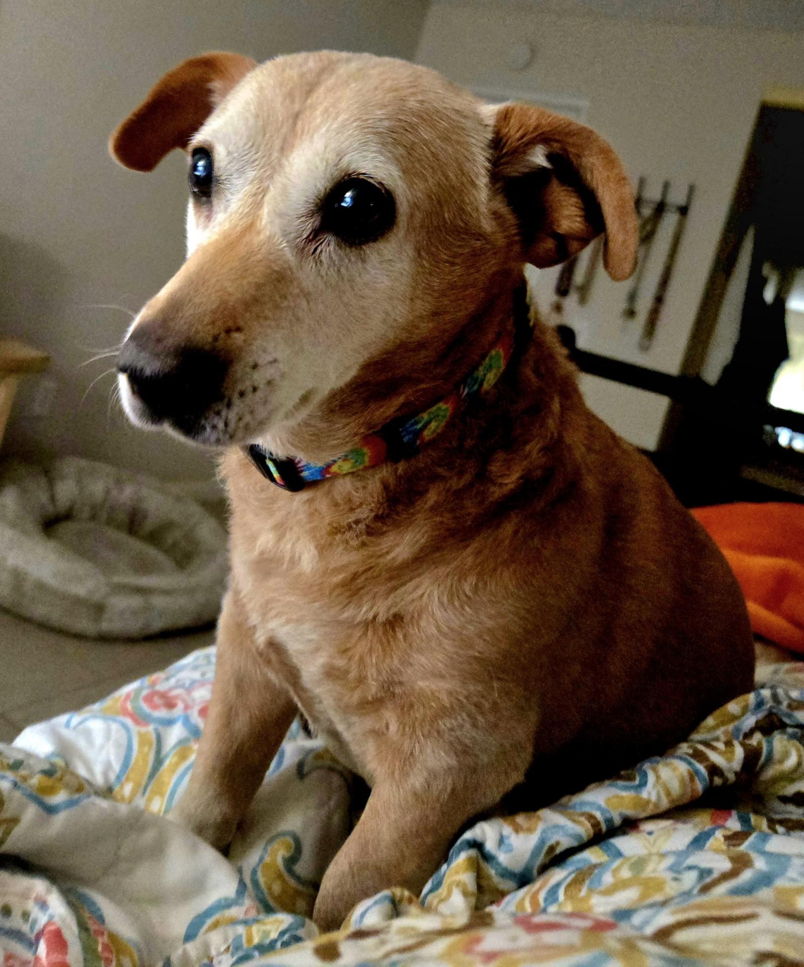 Rosy, Adoptable, Adult Female Dachshund & Chow Chow.