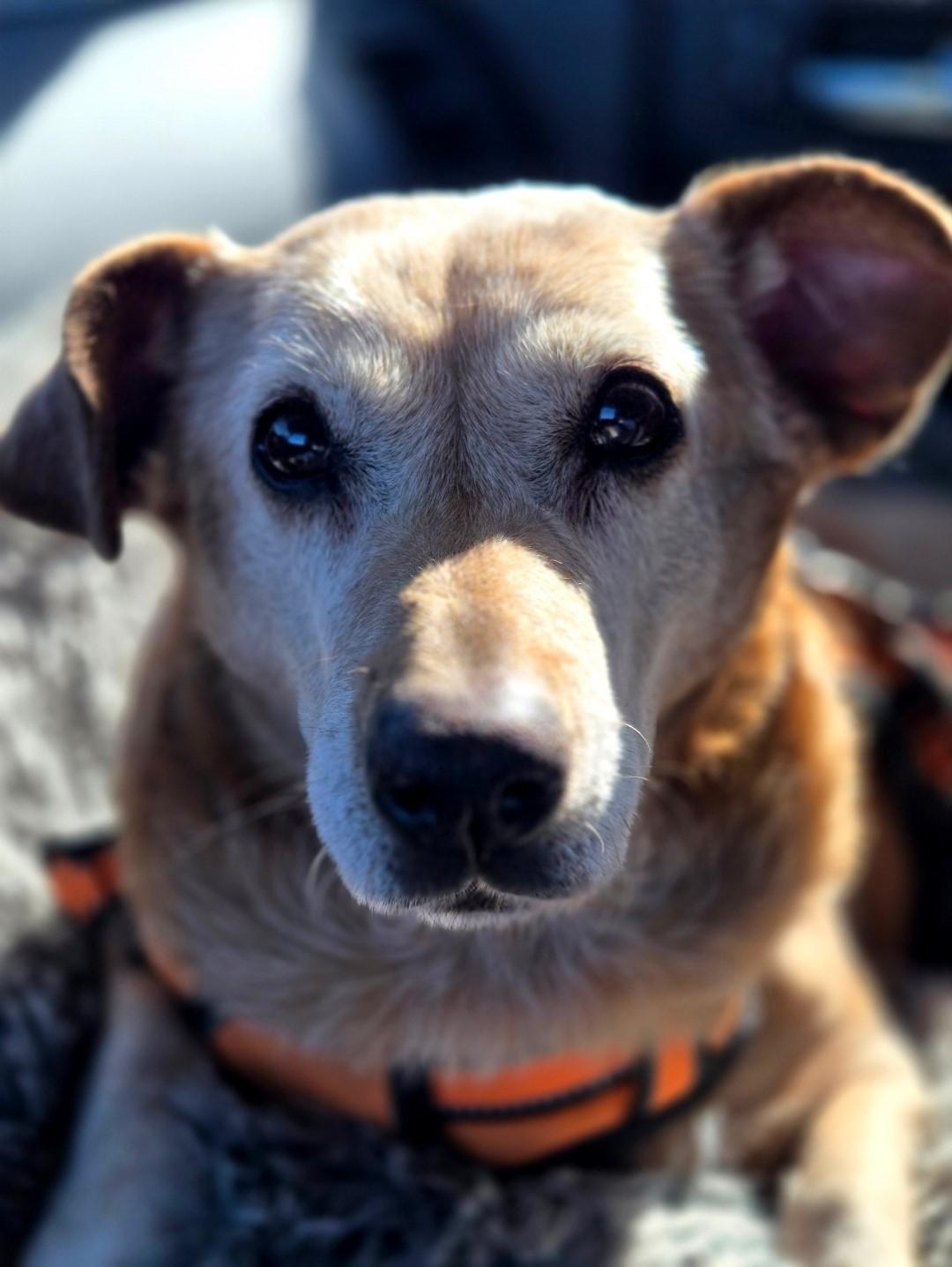 Rosy, a Adoptable mixed breed in Lake Forest, CA image 2/6