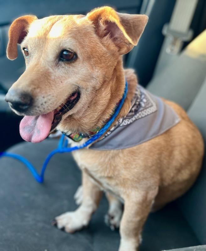 Rosy, a Adoptable mixed breed in Lake Forest, CA image 3/6