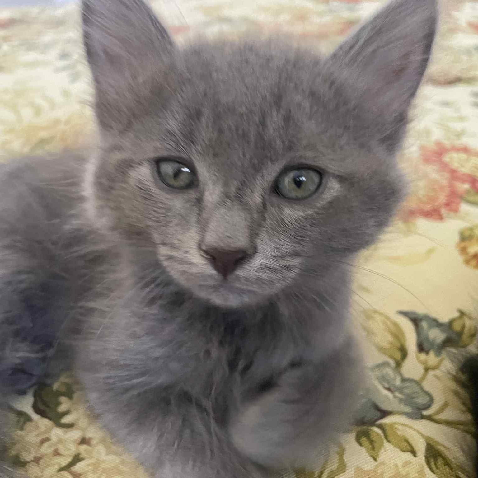 Basil, Baby Male Domestic Short Hair