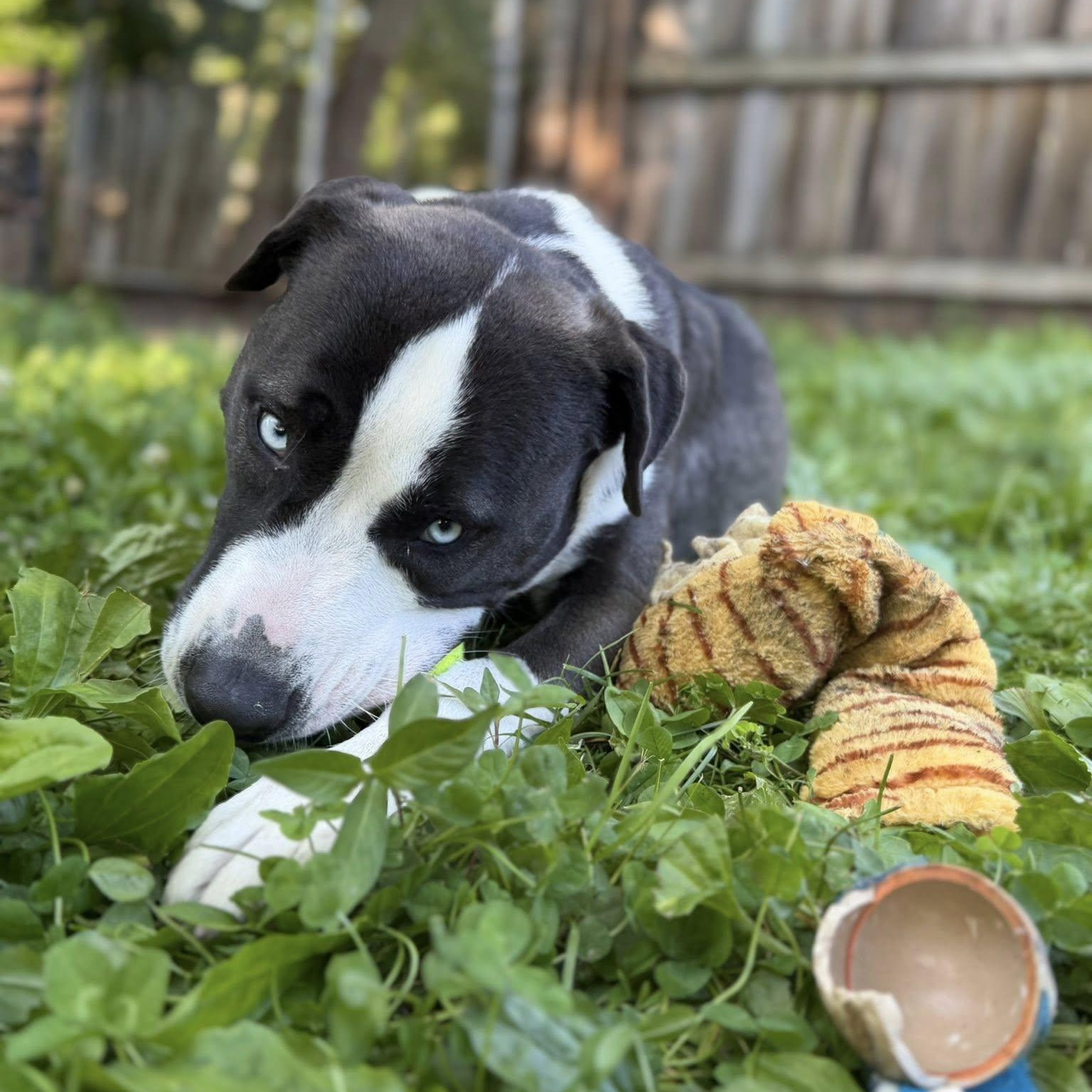 Zion, an adoptable mixed breed in Martinsville, IN image 2/6