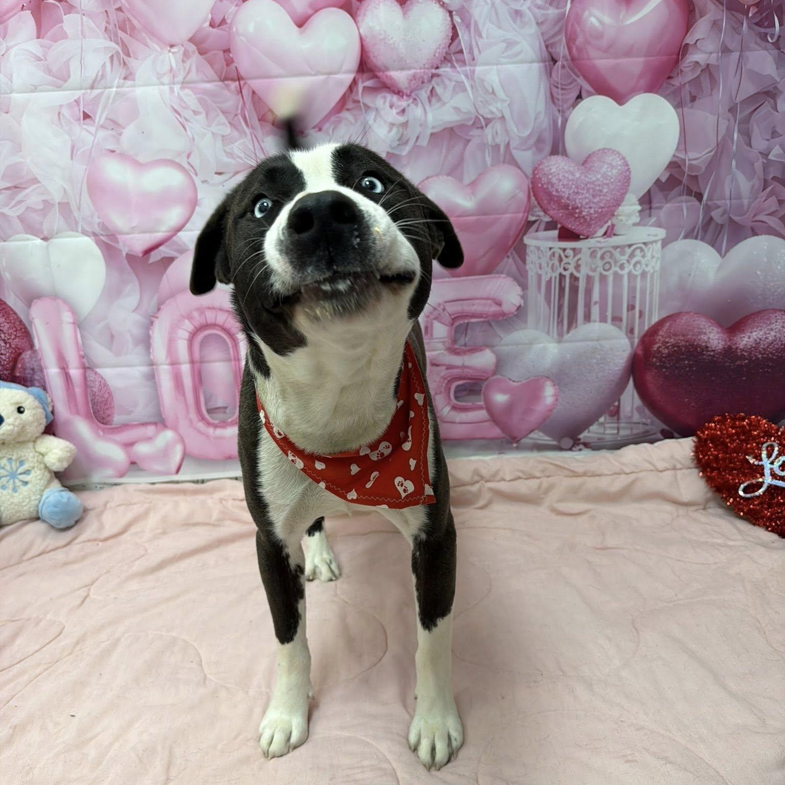 Enlarge Zion, an adoptable mixed breed in Martinsville, IN image 3/3