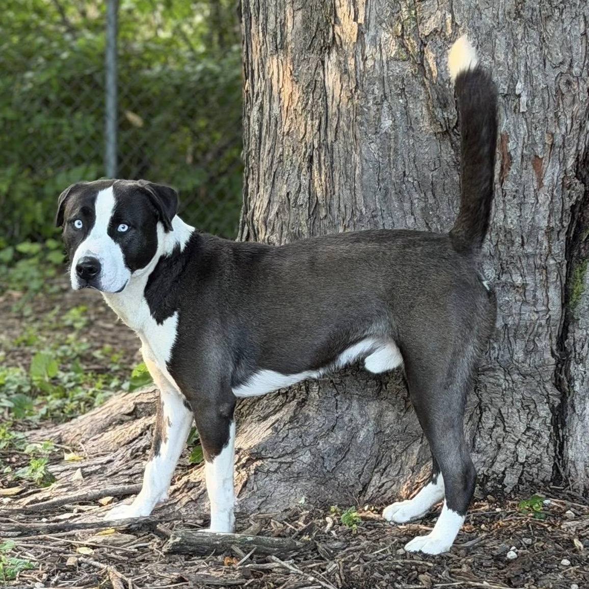 Enlarge Zion, an adoptable mixed breed in Martinsville, IN image 2/6