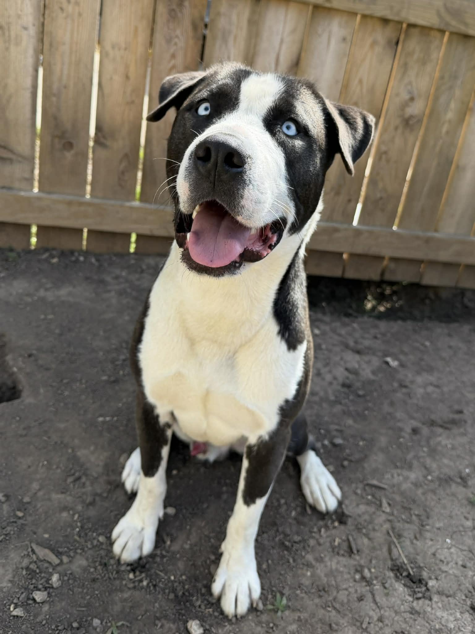 Enlarge Zion, an adoptable mixed breed in Martinsville, IN image 1/5