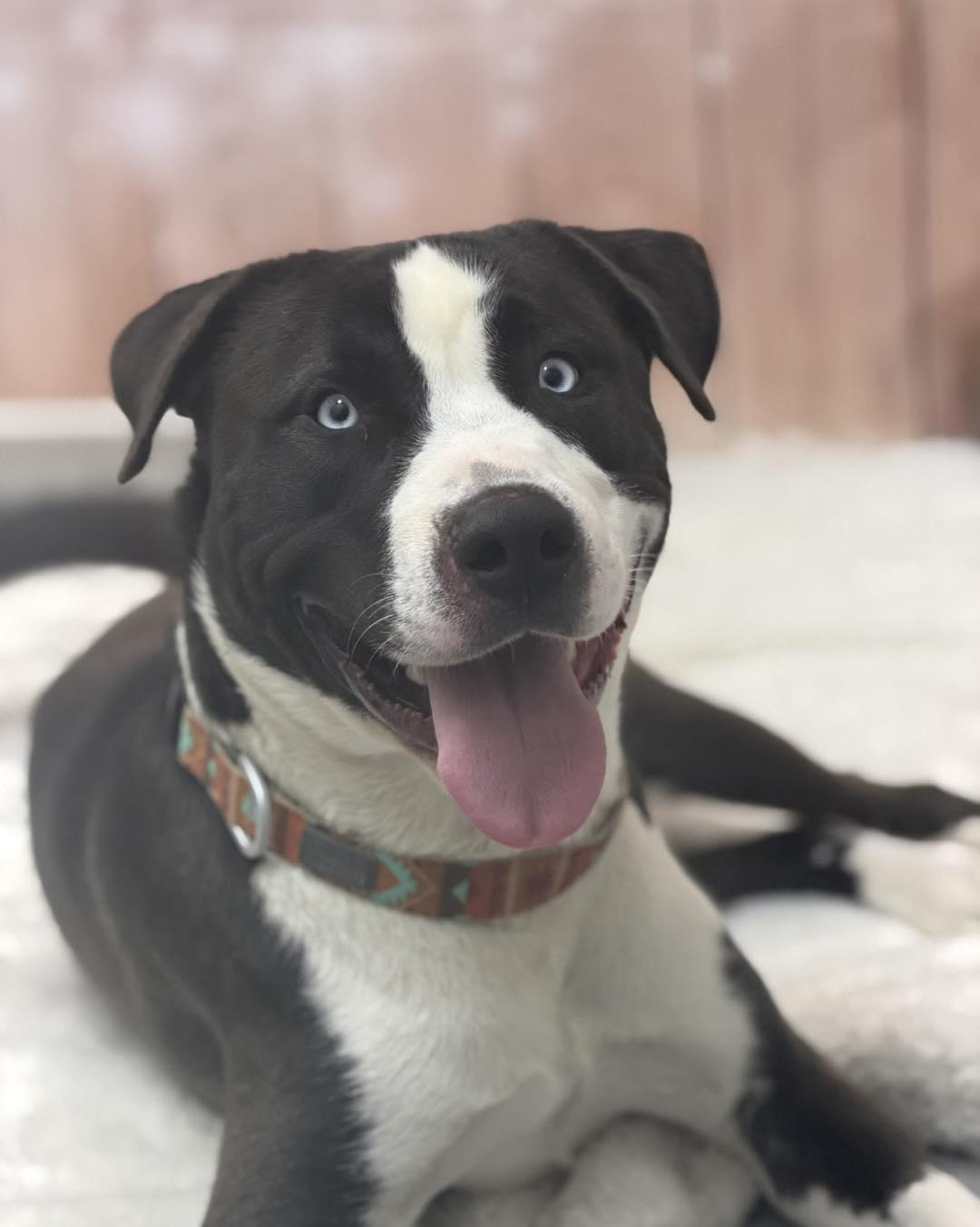 Zion, adoptable, Young Male Pit Bull Terrier & Siberian Husky.