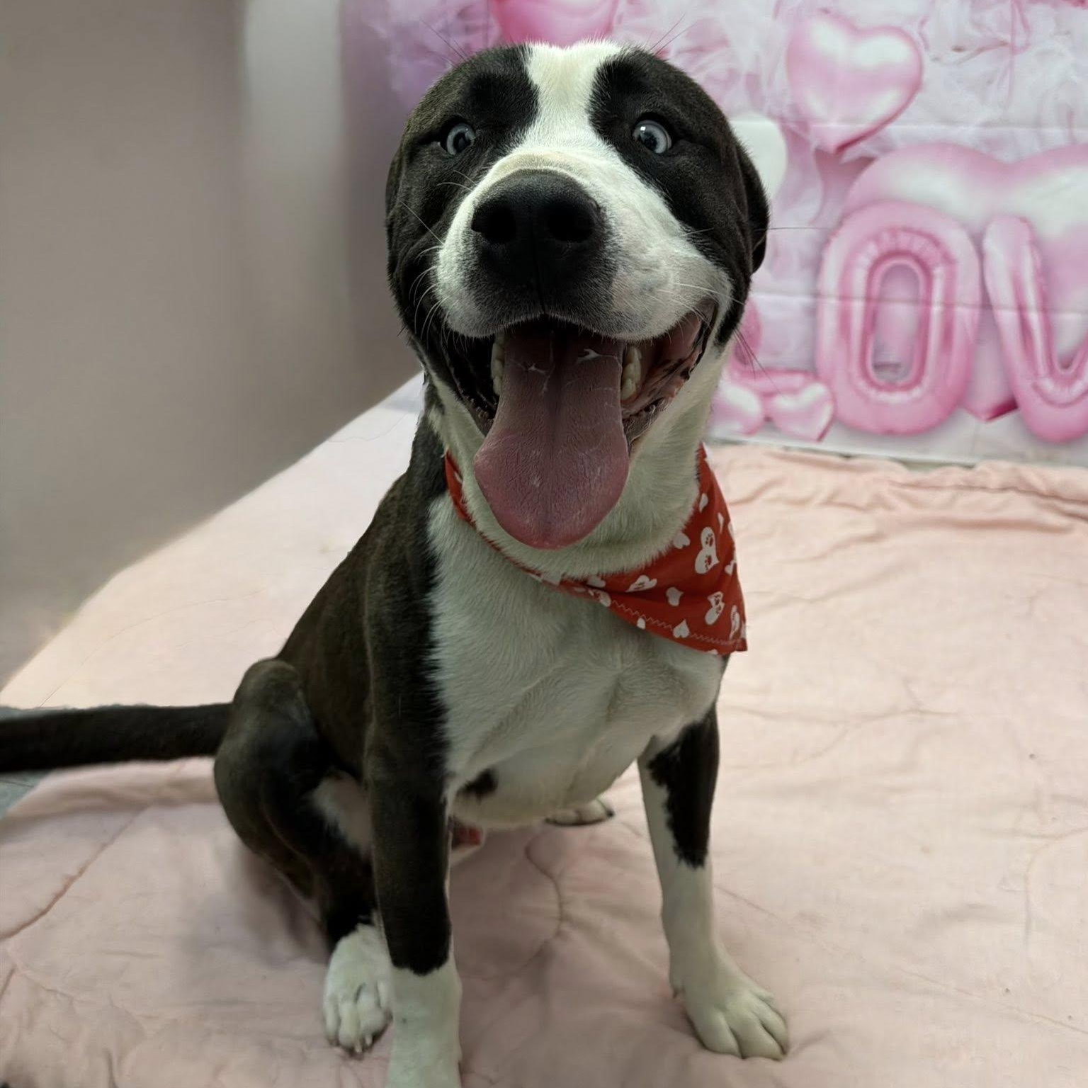 Enlarge Zion, an adoptable mixed breed in Martinsville, IN image 2/3