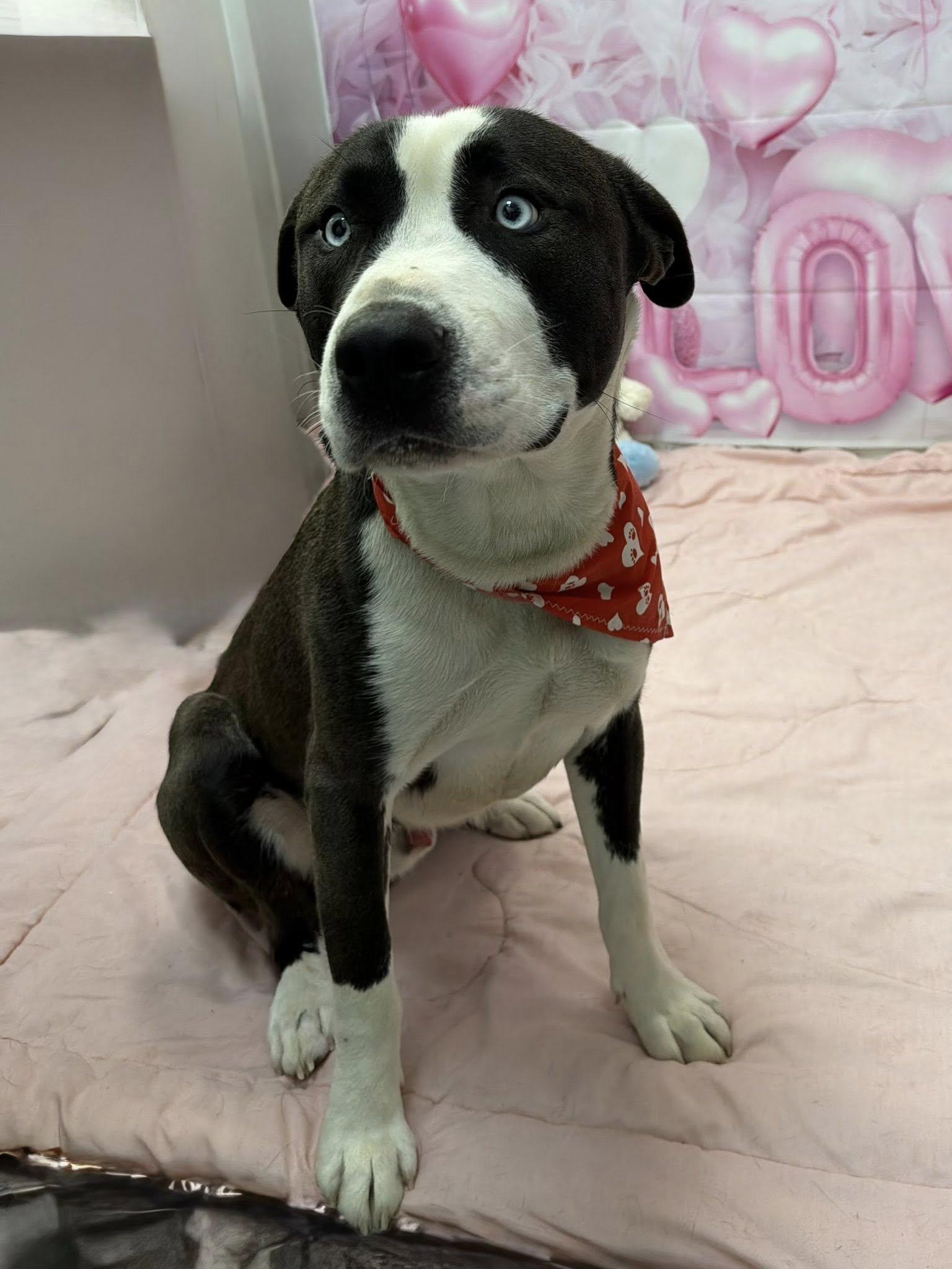 Zion, adoptable, Young Male Pit Bull Terrier & Siberian Husky.