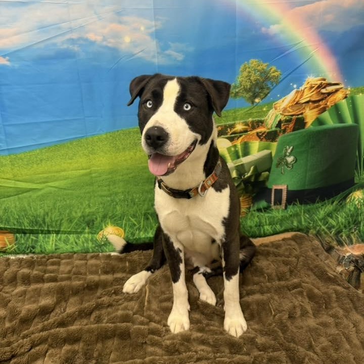 Enlarge Zion, an adoptable mixed breed in Martinsville, IN image 4/4