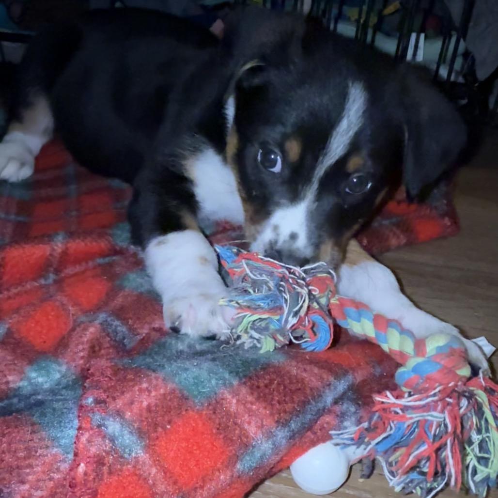 Penny (Penn Station), Adoptable, Puppy Female Australian Shepherd & Bluetick Coonhound.