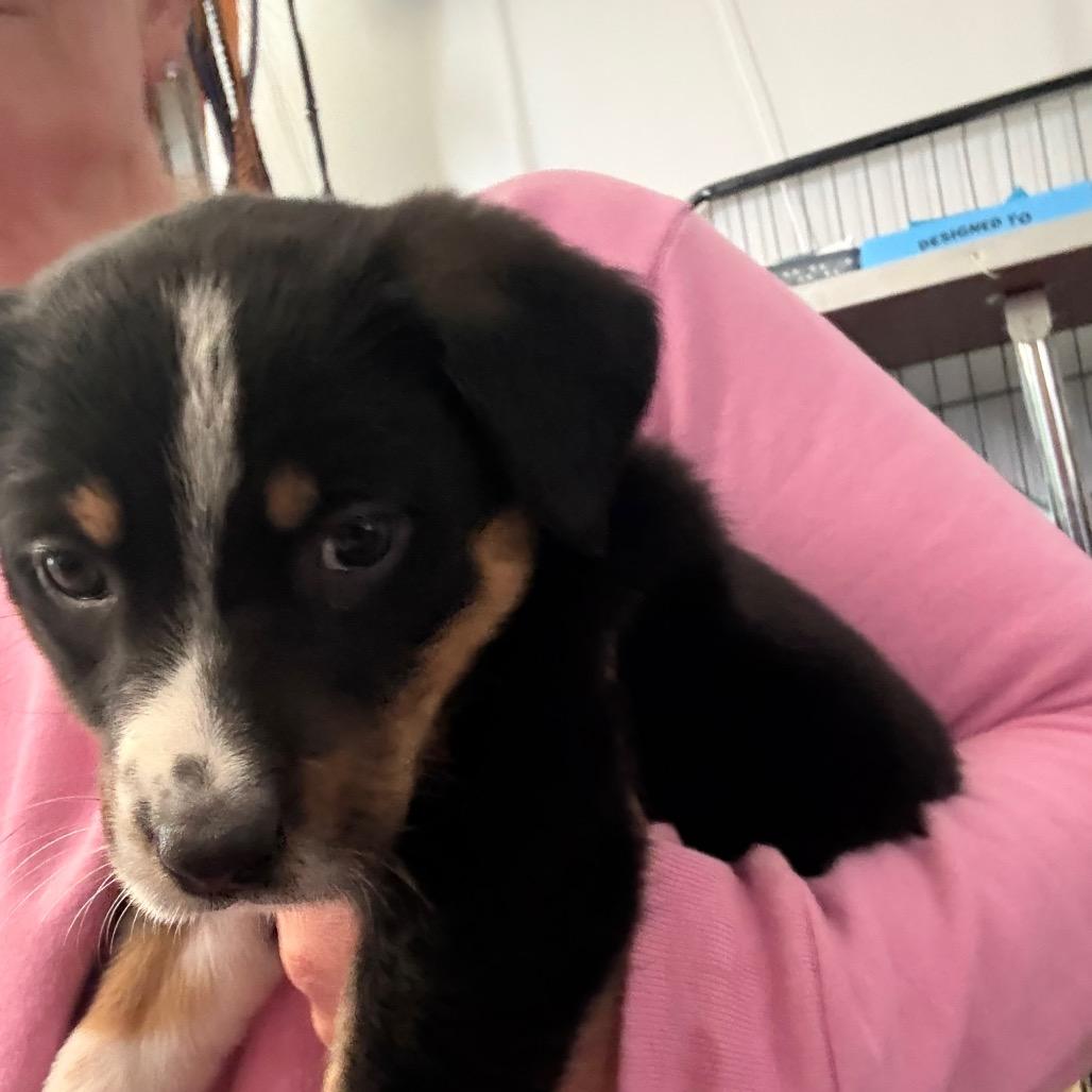 Enlarge Penny (Penn Station), a Adoptable mixed breed in St. Charles, MO image 2/6