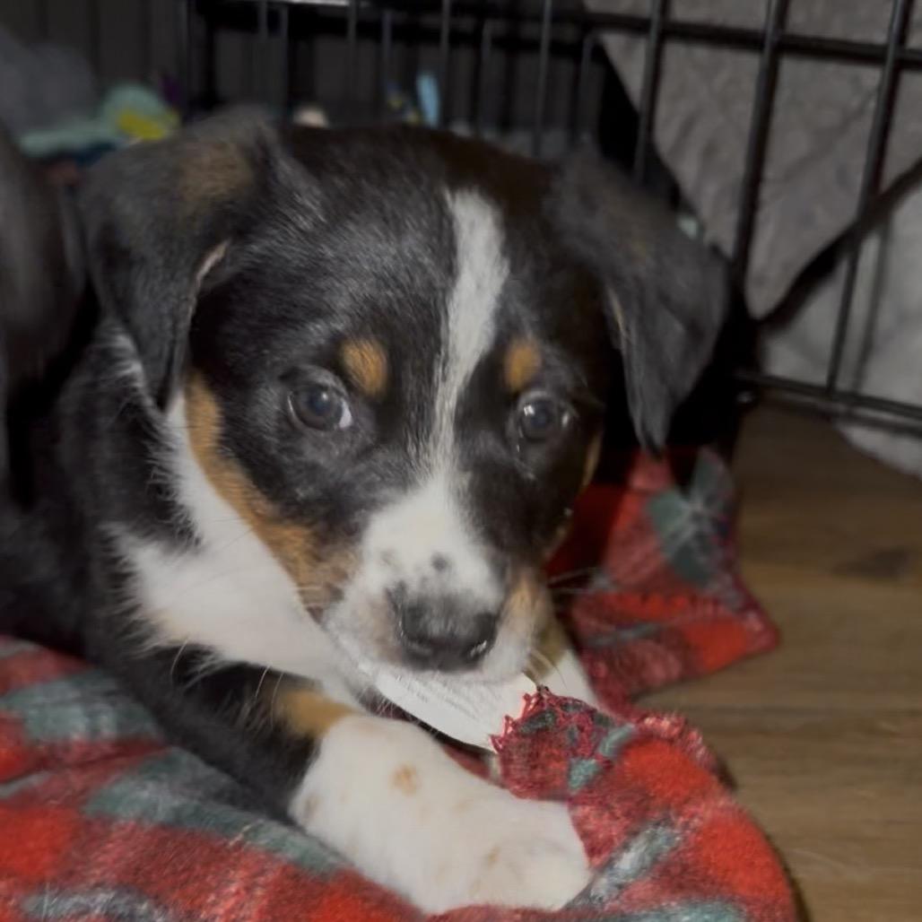 Enlarge Penny (Penn Station), a Adoptable mixed breed in St. Charles, MO image 3/6